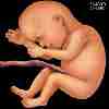 28 haftalk gebelik