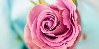 Bir İftiranın Anatomisi İfk Hadisesi