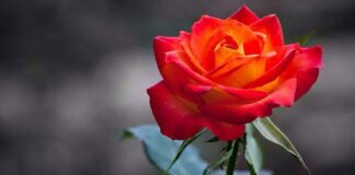 Ademoğlunda Olması Gereken Artı Uçlar