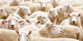 Kurban ve Teslimiyet