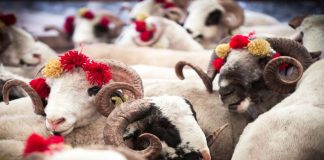 Nasıl Bir Kurban Bayramı Yaşamalıyız