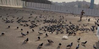 Kâbe ve Güvercinler