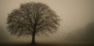 Ömür Kiralanmış Bir Nefes